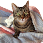 Palkintopyyhe poikkeaa kuvasta.